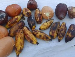 Temukan Buah Busuk di Hidangan MBG, Guru di Ternate Protes