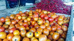 Pemkab: Stok Barito di Morotai Tersedia hingga Lebaran