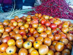 Pemkab: Stok Barito di Morotai Tersedia hingga Lebaran