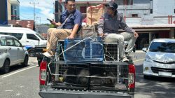 Penyelendupan Satwa Endemik Papua ke Surabaya Digagalkan, Dua Pelaku Diamankan di Ternate