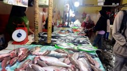 Siap-siap! Harga Ikan di Ternate Naik Awal Ramadan
