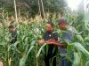 Panen Perdana Petani Jagung Ternate Jadi Upaya Kendalikan Inflasi