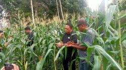 Panen Perdana Petani Jagung Ternate Jadi Upaya Kendalikan Inflasi