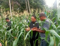 Panen Perdana Petani Jagung Ternate Jadi Upaya Kendalikan Inflasi