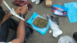 Satresnarkoba Morotai Gagalkan Peredaran 198 Gram Ganja, Satu Pelaku Diamankan