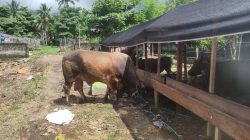 Kamandanu, Sapi Kurban Presiden Prabowo untuk Warga Kota Ternate