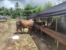 Kamandanu, Sapi Kurban Presiden Prabowo untuk Warga Kota Ternate