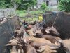 Daya Beli Hewan Kurban Meningkat Jelang Iduladha di Ternate