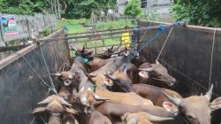 Daya Beli Hewan Kurban Meningkat Jelang Iduladha di Ternate