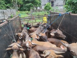 Daya Beli Hewan Kurban Meningkat Jelang Iduladha di Ternate