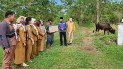 Dinkes Morotai Serahkan Sapi Kurban 200 Kilogram untuk Masjid Arrahman