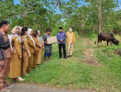 Dinkes Morotai Serahkan Sapi Kurban 200 Kilogram untuk Masjid Arrahman