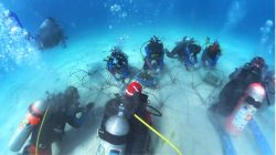 Laut Buru yang Baru dan Biru