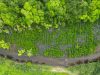 Tiga Tahun Direstorasi, Mangrove NHM Hidupkan Kembali Ekosistem Pesisir