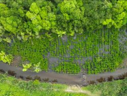Tiga Tahun Direstorasi, Mangrove NHM Hidupkan Kembali Ekosistem Pesisir