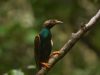 Burung Bidadari Halmahera Kembali Ditemukan di Tengah Ancaman Pembabatan Hutan