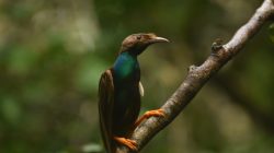 Burung Bidadari Halmahera Kembali Ditemukan di Tengah Ancaman Pembabatan Hutan