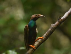 Burung Bidadari Halmahera Kembali Ditemukan di Tengah Ancaman Pembabatan Hutan