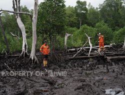 IWIP Perluas Rehabilitasi Mangrove, 36.500 Bibit Telah Ditanam di Maluku Utara