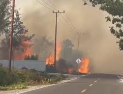 Kebakaran Lahan di Wayabula Morotai, Puluhan Hektare Kebun Terdampak