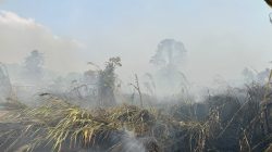 Kebakaran Dua hektar Lahan Nyaris ke Permukiman Rumah Warga Pulau Taliabu