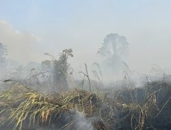 Kebakaran Dua hektar Lahan Nyaris ke Permukiman Rumah Warga Pulau Taliabu